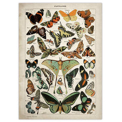 Papillons Vintage Poster